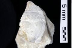 Foto (Detailansicht) von Decapoda indet. (NHMW-GEO-1990-0041-0414)